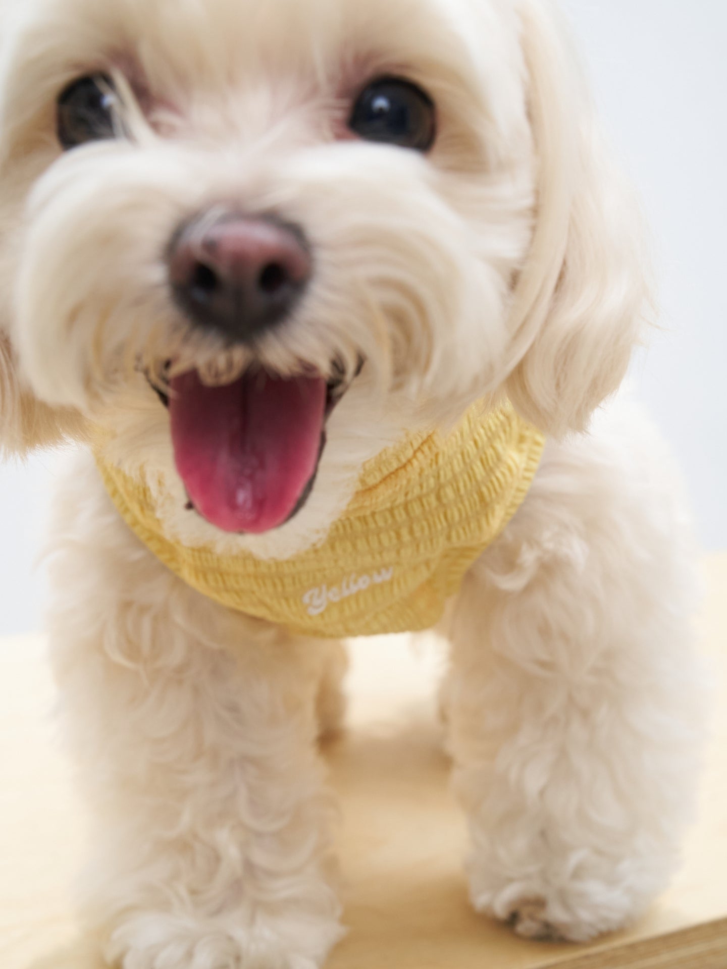 Front close-up of a white dog wearing the Colorful Daily AIRWave Tank in Pale Yellow.