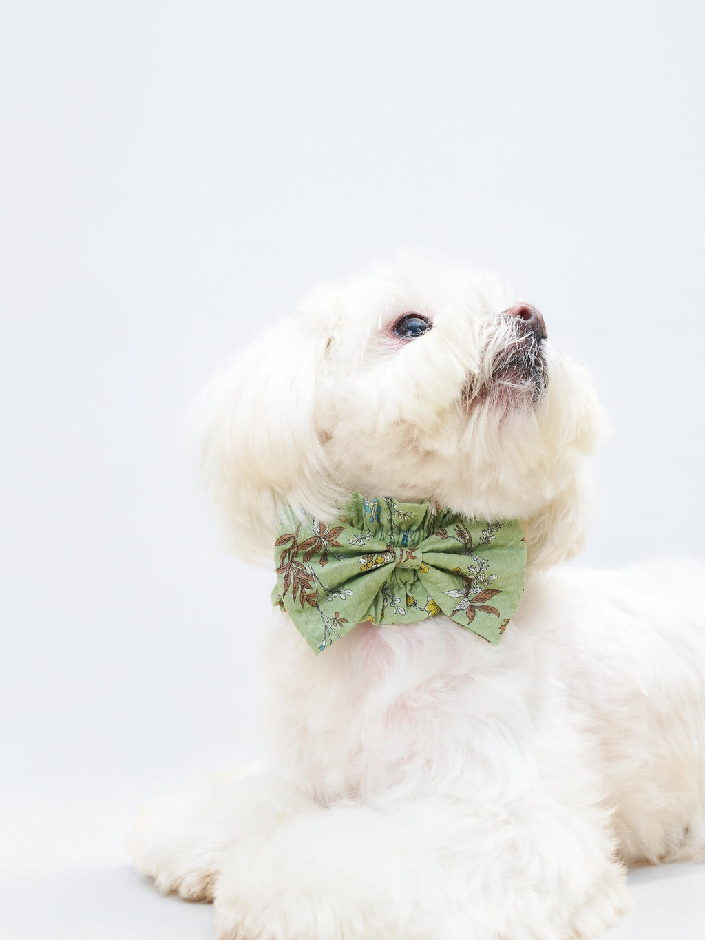 Front view of a white dog wearing the Forest Green Nature's Verse Bow Neckpiece.