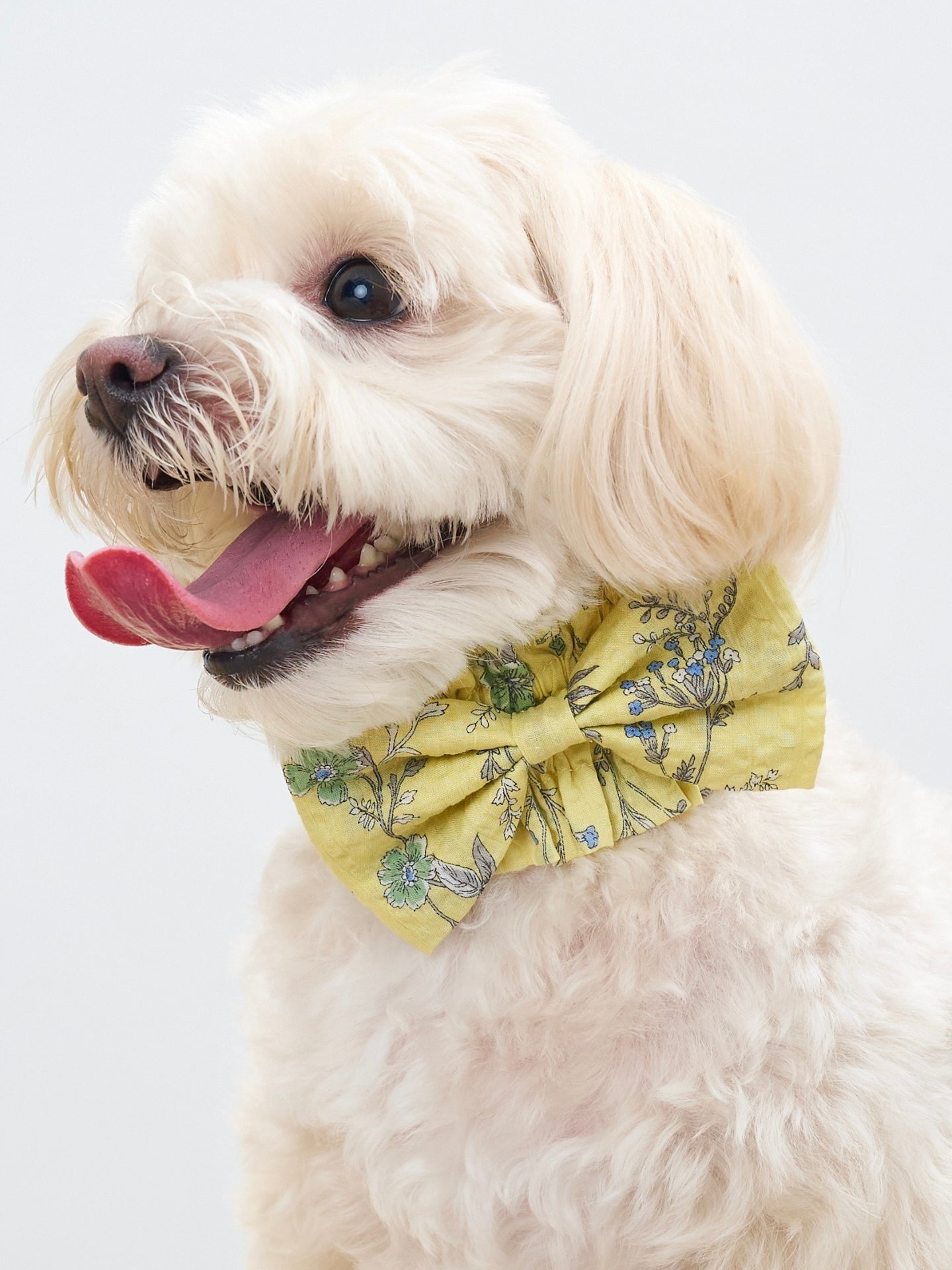 Front view of a white dog wearing the Forest Yellow Nature's Verse Bow Neckpiece.