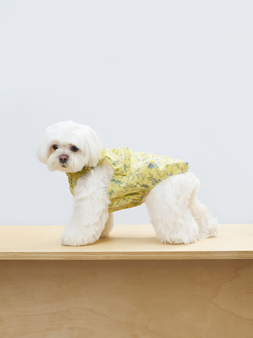 White dog wearing the Colorful Daily Nature's Verse Gentle Wave Tank in Forest Yellow, a breathable cotton tank for warm-weather outings.