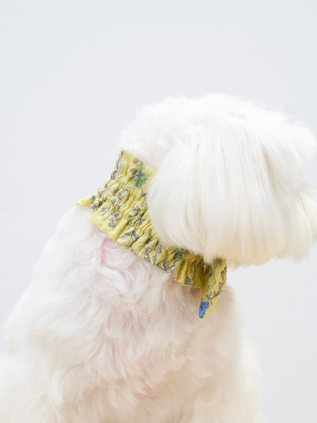 Rear side view of a white dog wearing the Nature's Verse Bow Neckpiece in Forest Yellow.