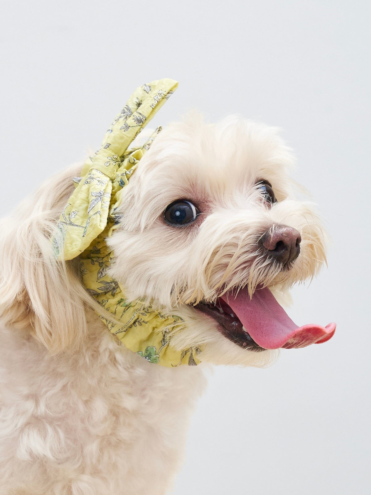 Side view of a white dog wearing the Nature's Verse Bow Neckpiece in Forest Yellow.
