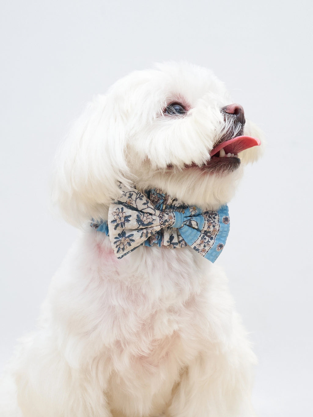 Side view of a white dog wearing the Nature's Verse Bow Neckpiece in Limoncello.