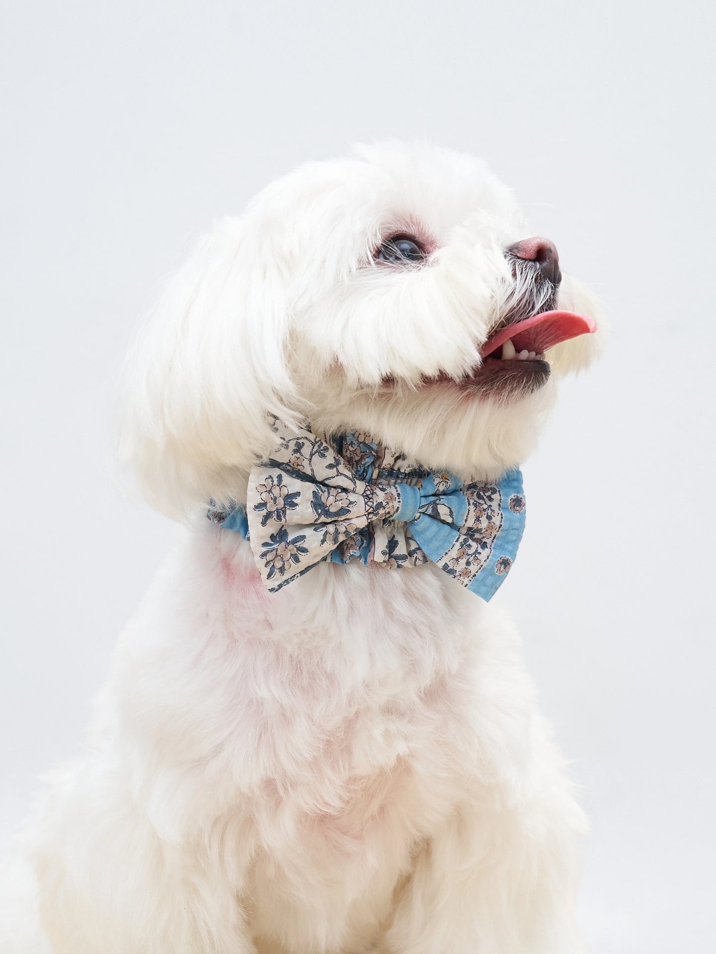 Side view of a white dog wearing the Nature's Verse Bow Neckpiece in Limoncello.