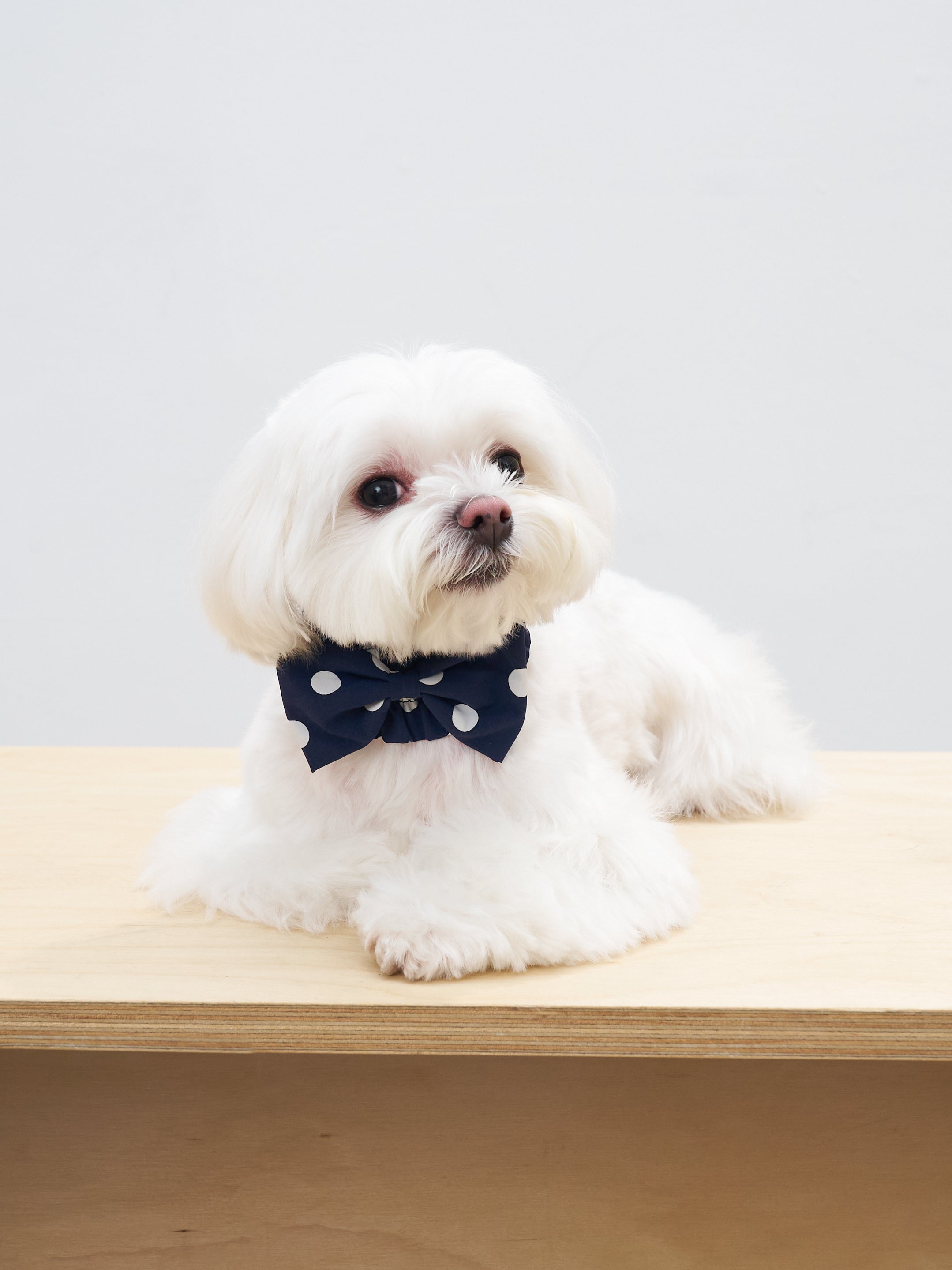White small dog wearing the Oasis Polka Dot Bow Neckpiece in Navy, featuring classic white polka dots and a soft bow.