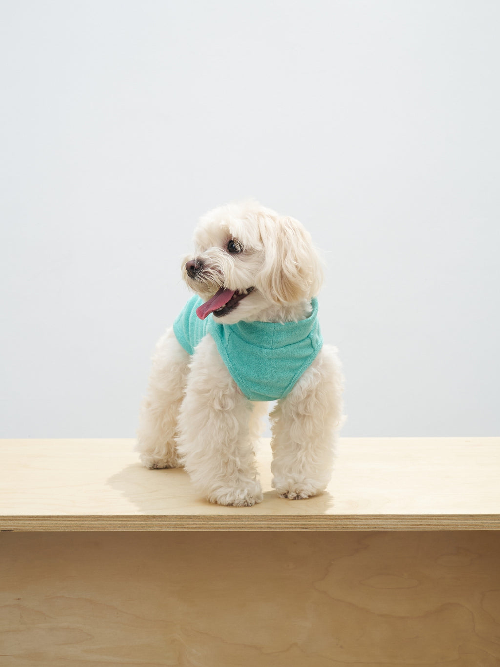 White dog wearing the Colorful Daily Soft Terry Tank in Mint Green while sitting on a platform.