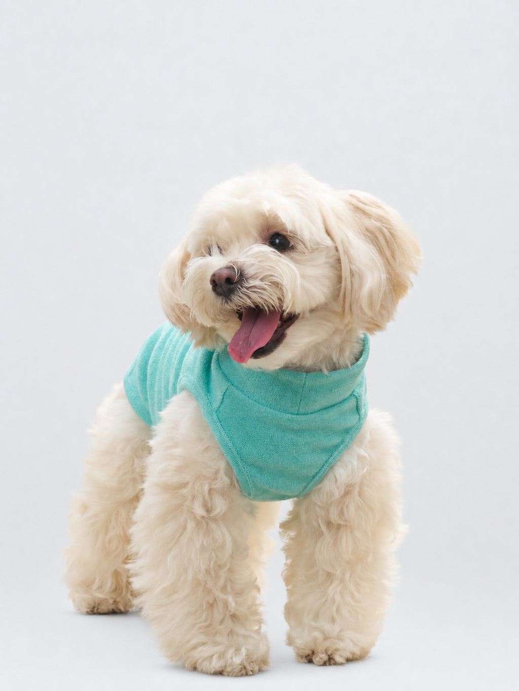 Seated front view of a white dog wearing the Mint Green Colorful Daily Soft Terry Tank.