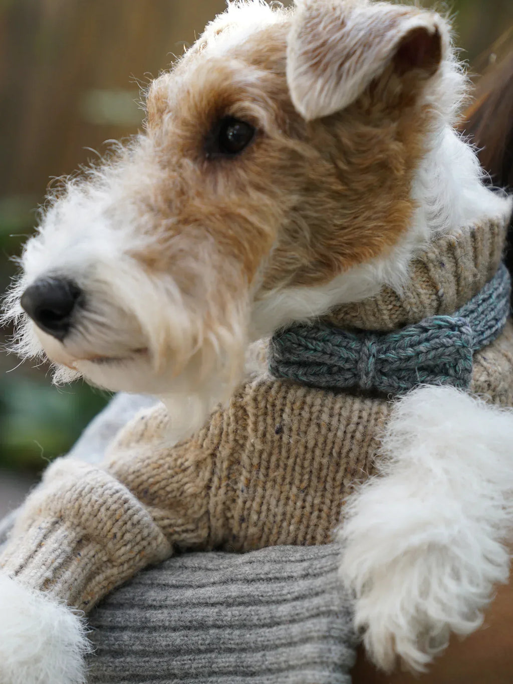 Close-up of a Wire Fox Terrier modeling the Sage Tweed knitted bow tie layered over a tan flecked wool pet sweater.