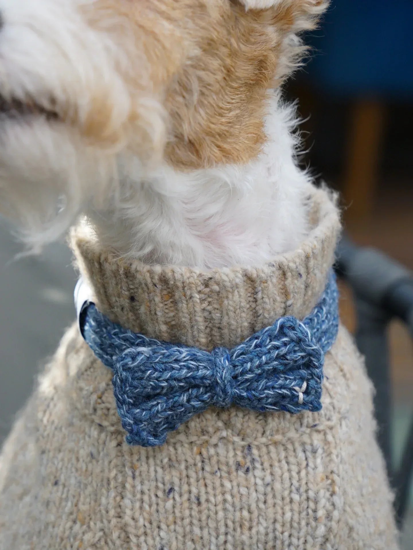 A Wire Hair Fox Terrier wearing the Denim Tweed knitted bow tie layered over a beige flecked sweater.
