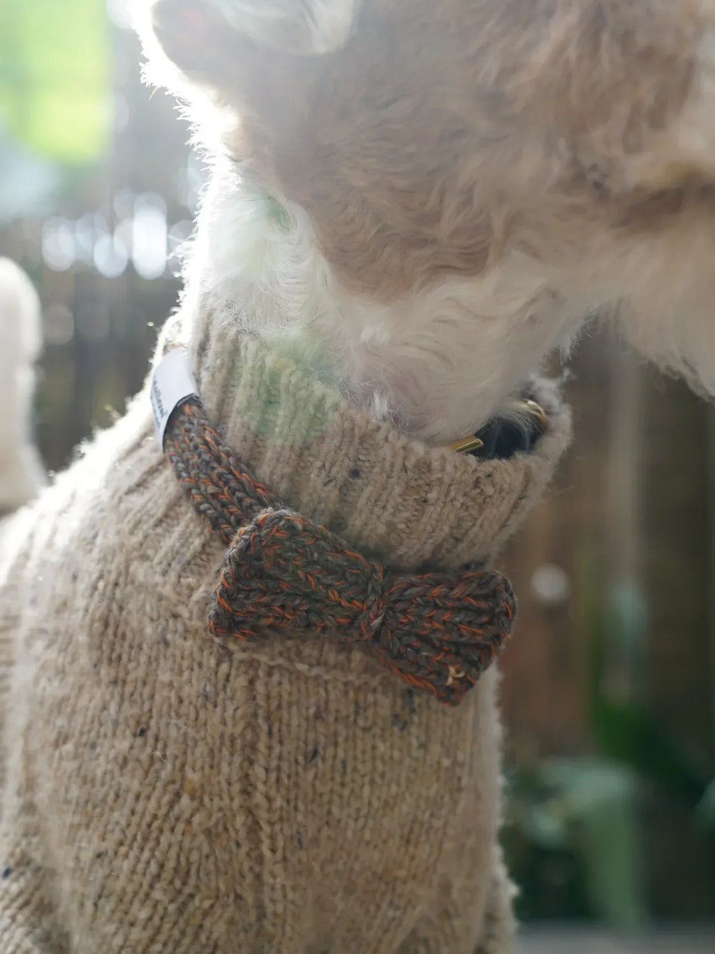 Side profile of a wire-haired terrier wearing the Rust Tweed bow tie over a matching knitted sweater.