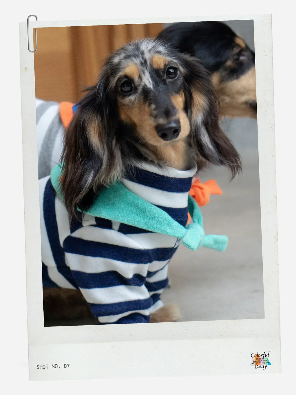 Dachshund wearing Navy white Stripe Mint yarn dyed pet stripe outfit with matching bandana, front closeup indoors