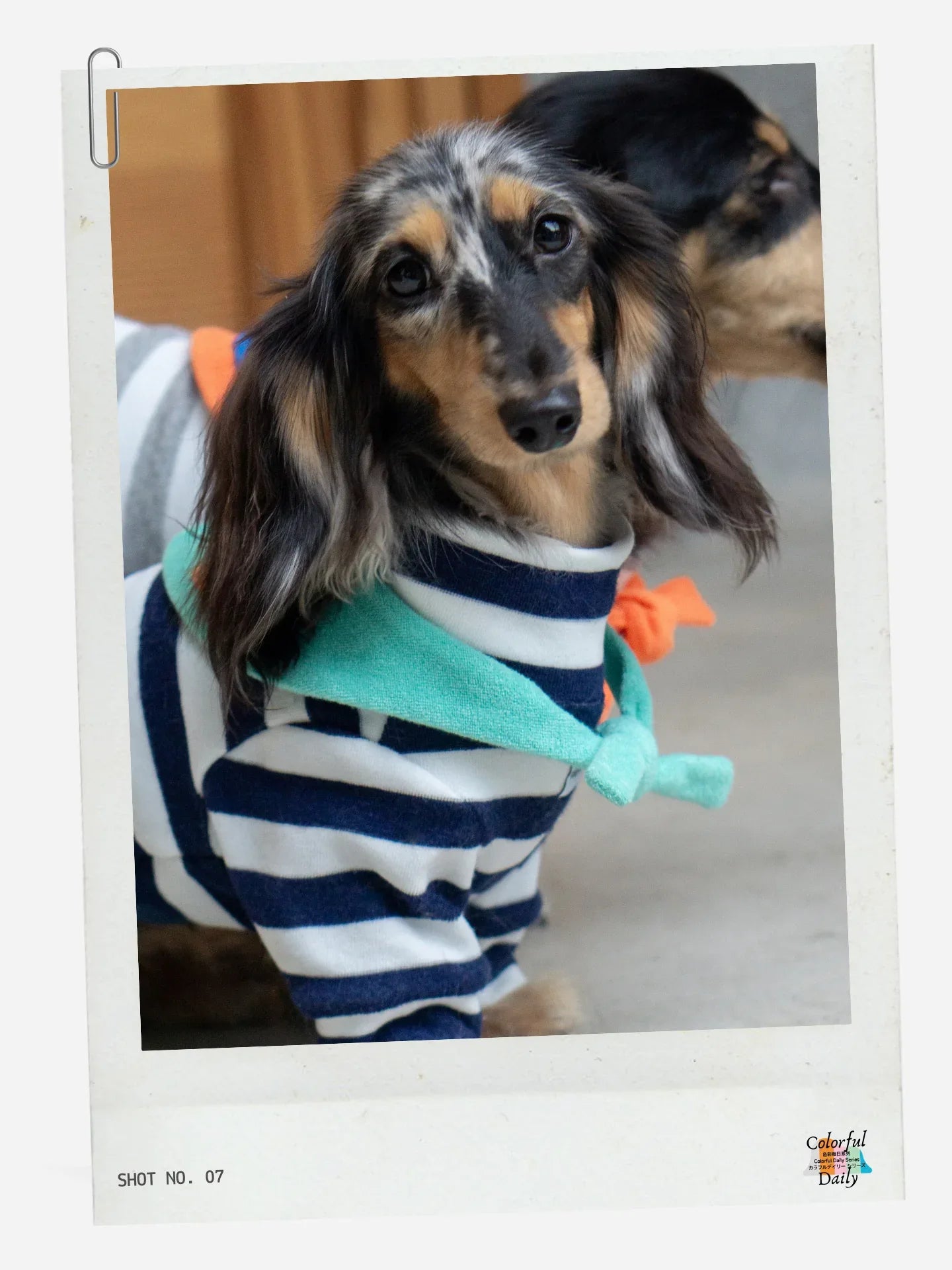 Dachshund wearing Navy white Stripe Mint yarn dyed pet stripe outfit with matching bandana, front closeup indoors