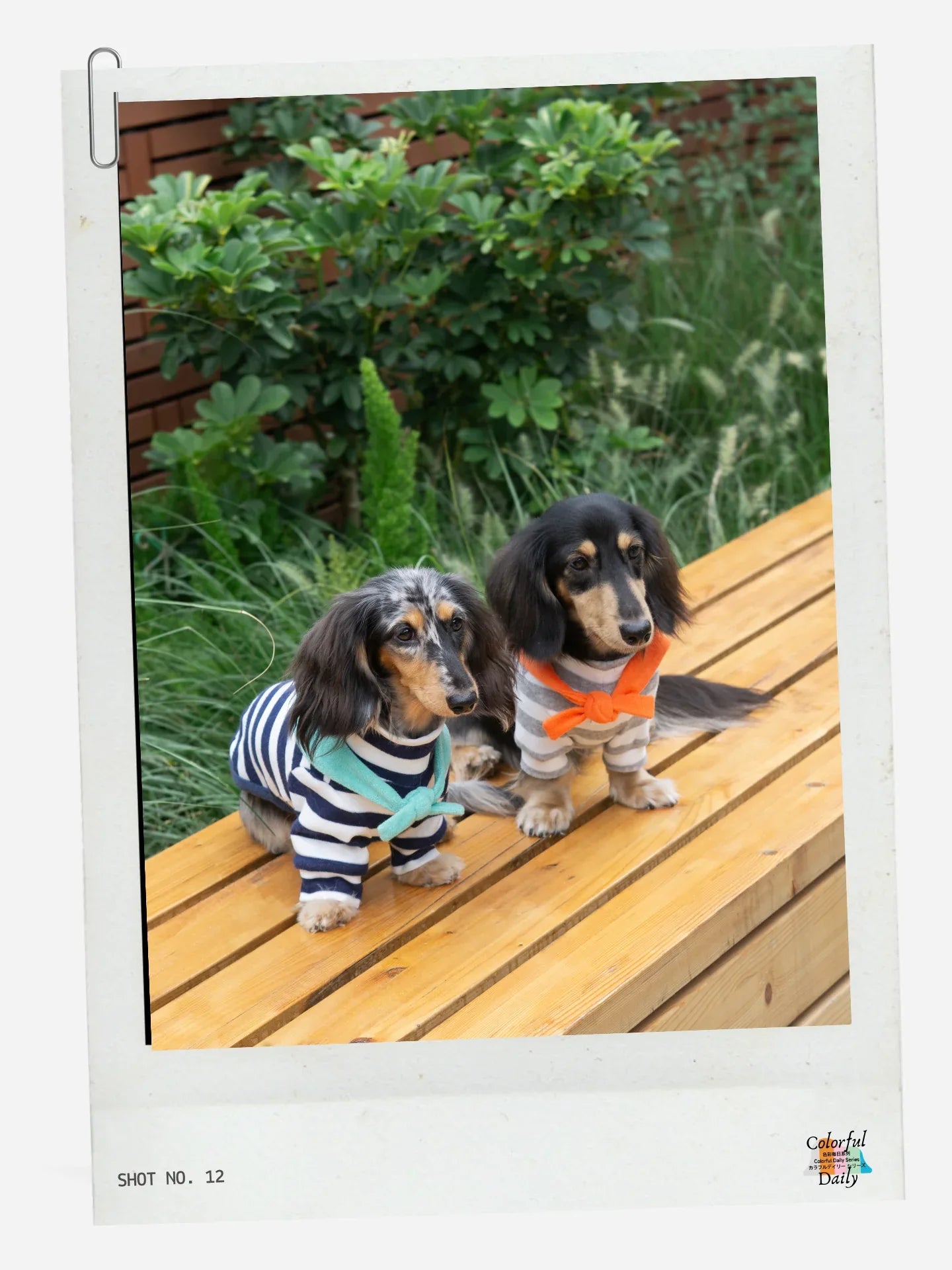 Two dachshunds wearing Navy white Stripe Mint yarn dyed pet stripe outfits with matching bandanas, sitting on outdoor bench