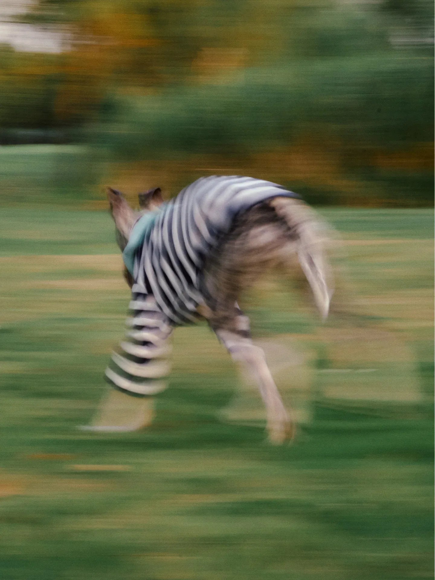 Dog wearing Navy white Stripe Mint yarn dyed pet stripe outfit with matching bandana, running outdoors