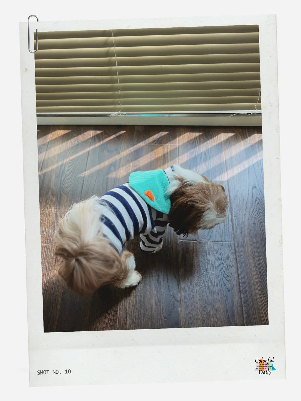 Dog wearing Navy white Stripe Mint yarn dyed pet stripe outfit with matching bandana, indoor lifestyle scene