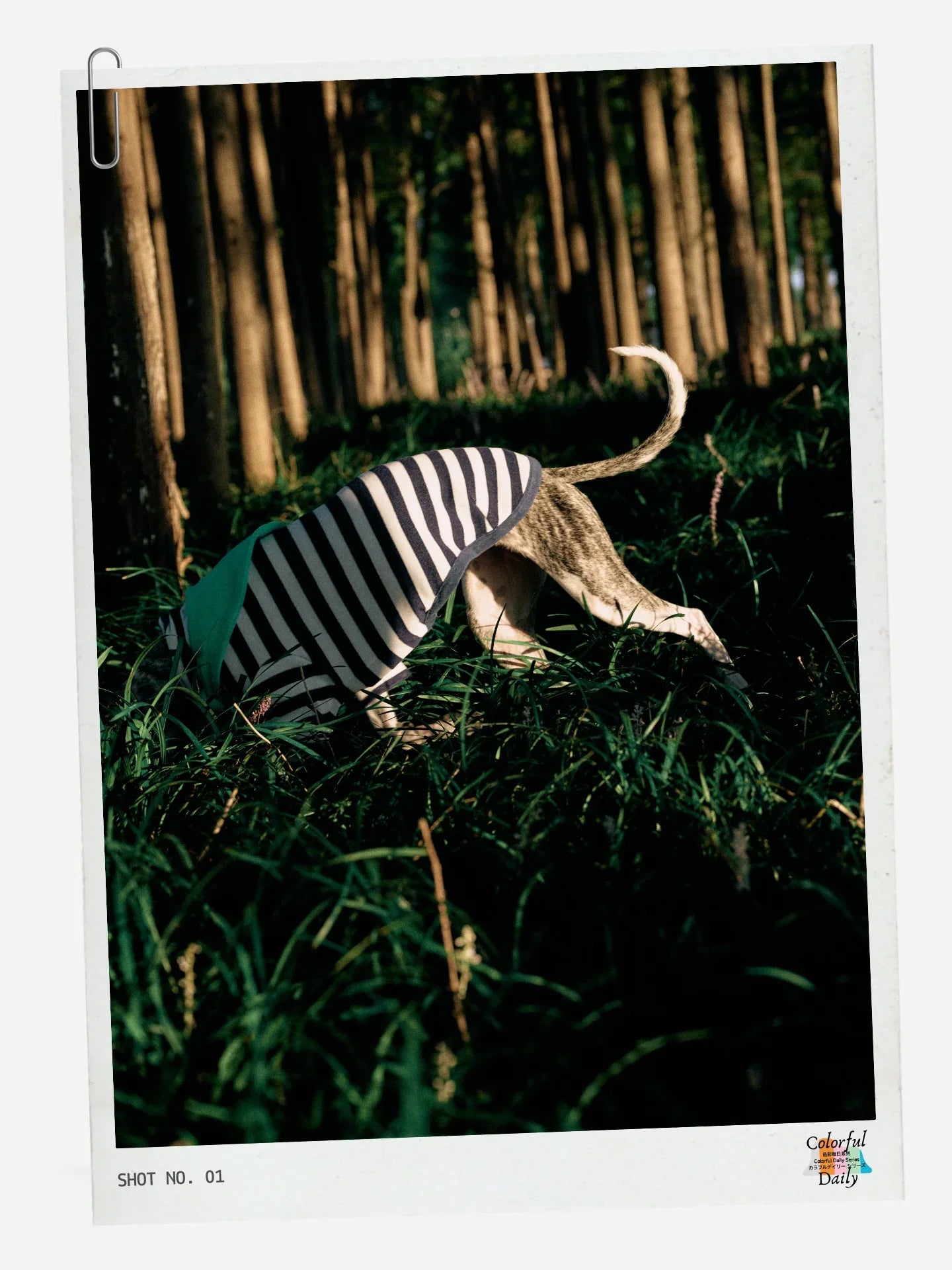 Italian Greyhound wearing Navy white Stripe Mint yarn dyed pet stripe outfit with matching bandana, outdoor lifestyle scene