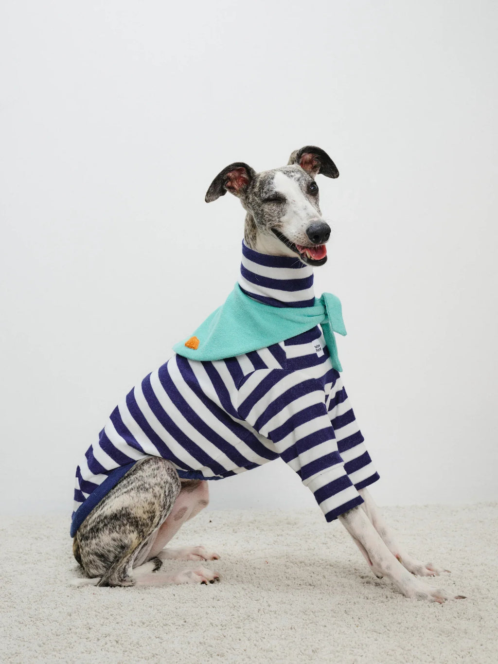 Italian Greyhound wearing Navy white Stripe Mint yarn dyed pet stripe outfit with matching bandana, sitting indoors side view