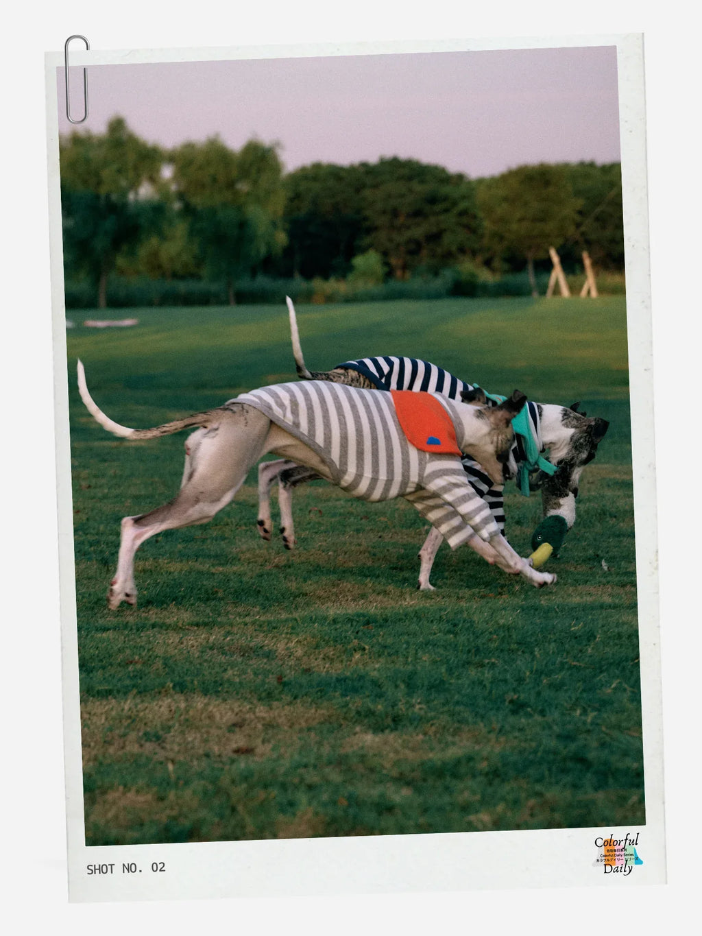 Italian Greyhound wearing Navy white Stripe Mint yarn dyed pet stripe outfit with matching bandana, walking outdoors