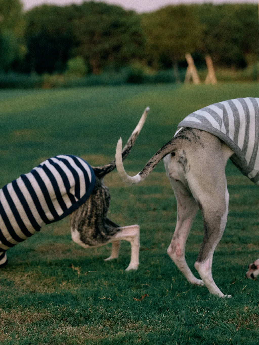 Two Italian Greyhounds wearing Navy white Stripe Mint yarn dyed pet stripe outfits with matching bandanas, playing outdoors