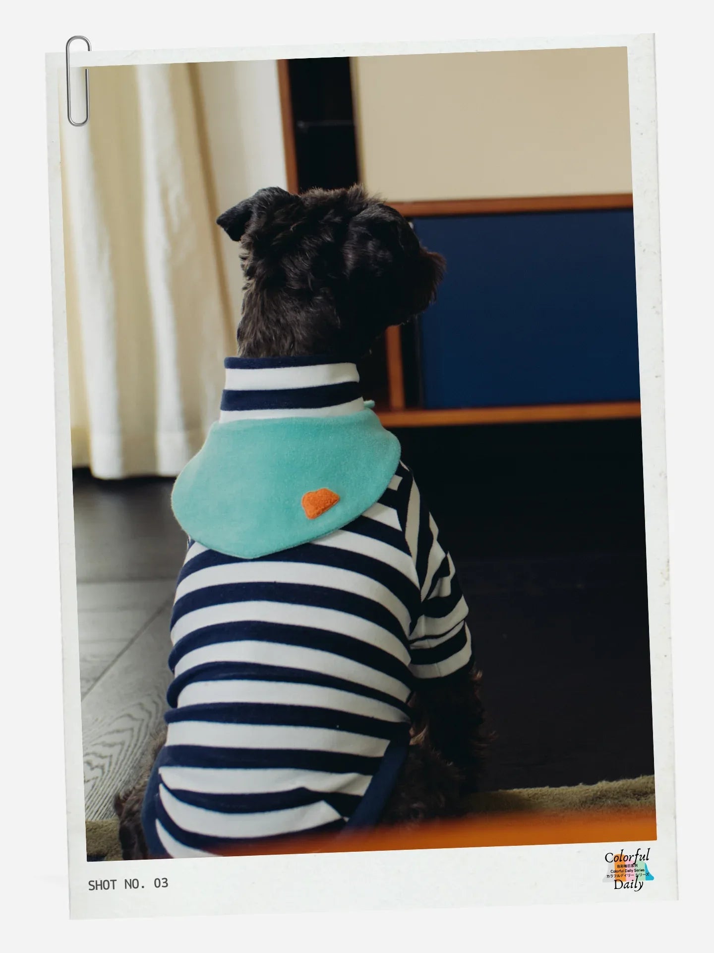 Schnauzer wearing Navy white Stripe Mint yarn dyed pet stripe outfit with matching bandana, back view indoors