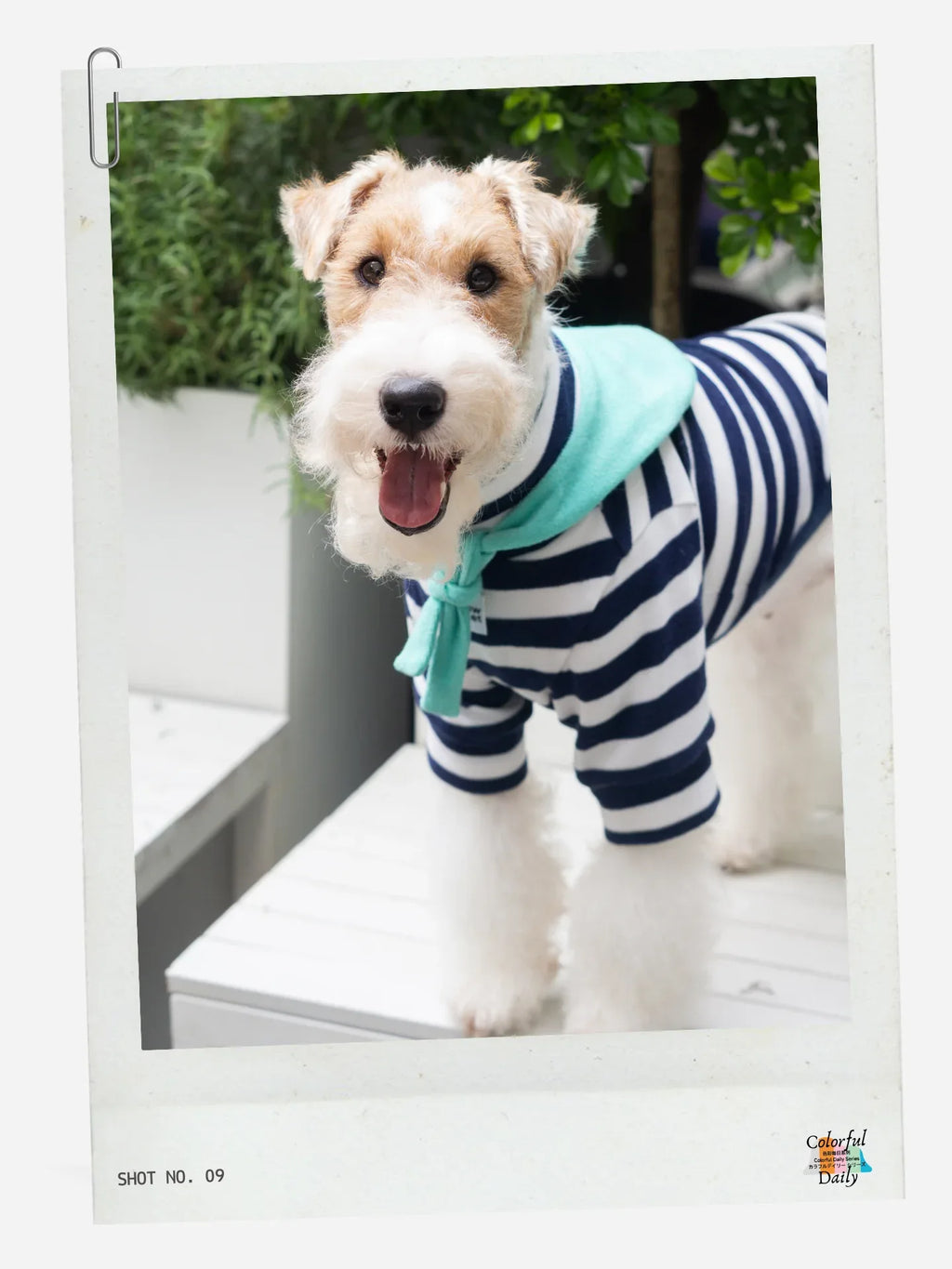 Terrier wearing Navy white Stripe Mint yarn dyed pet stripe outfit with matching bandana, front view outdoors