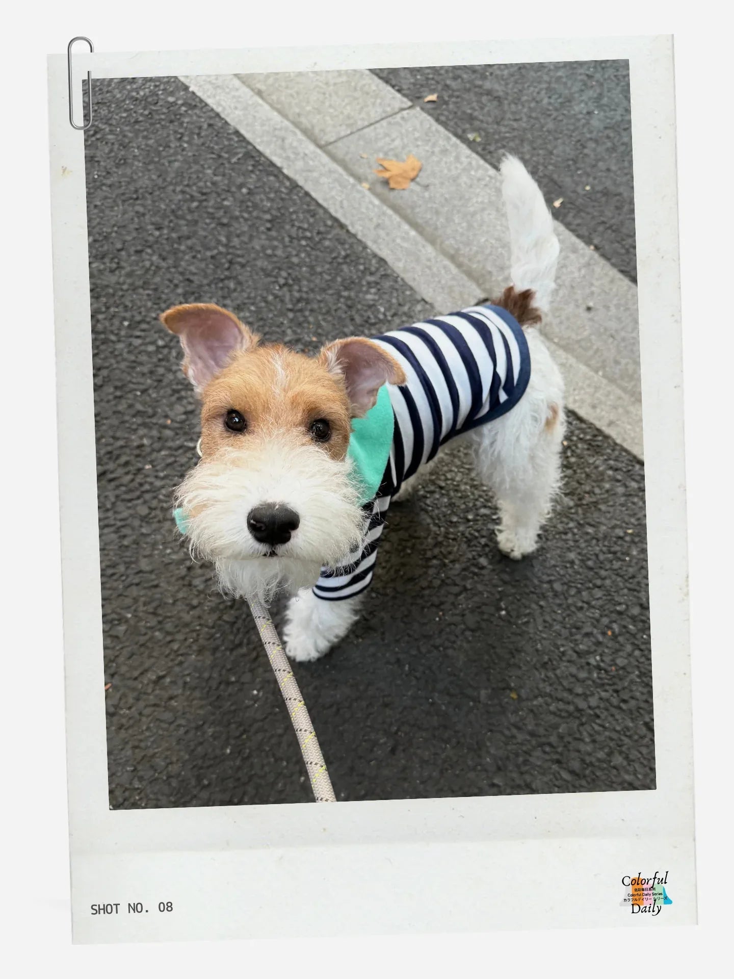 Terrier wearing Navy white Stripe Mint yarn dyed pet stripe outfit with matching bandana, walking on street