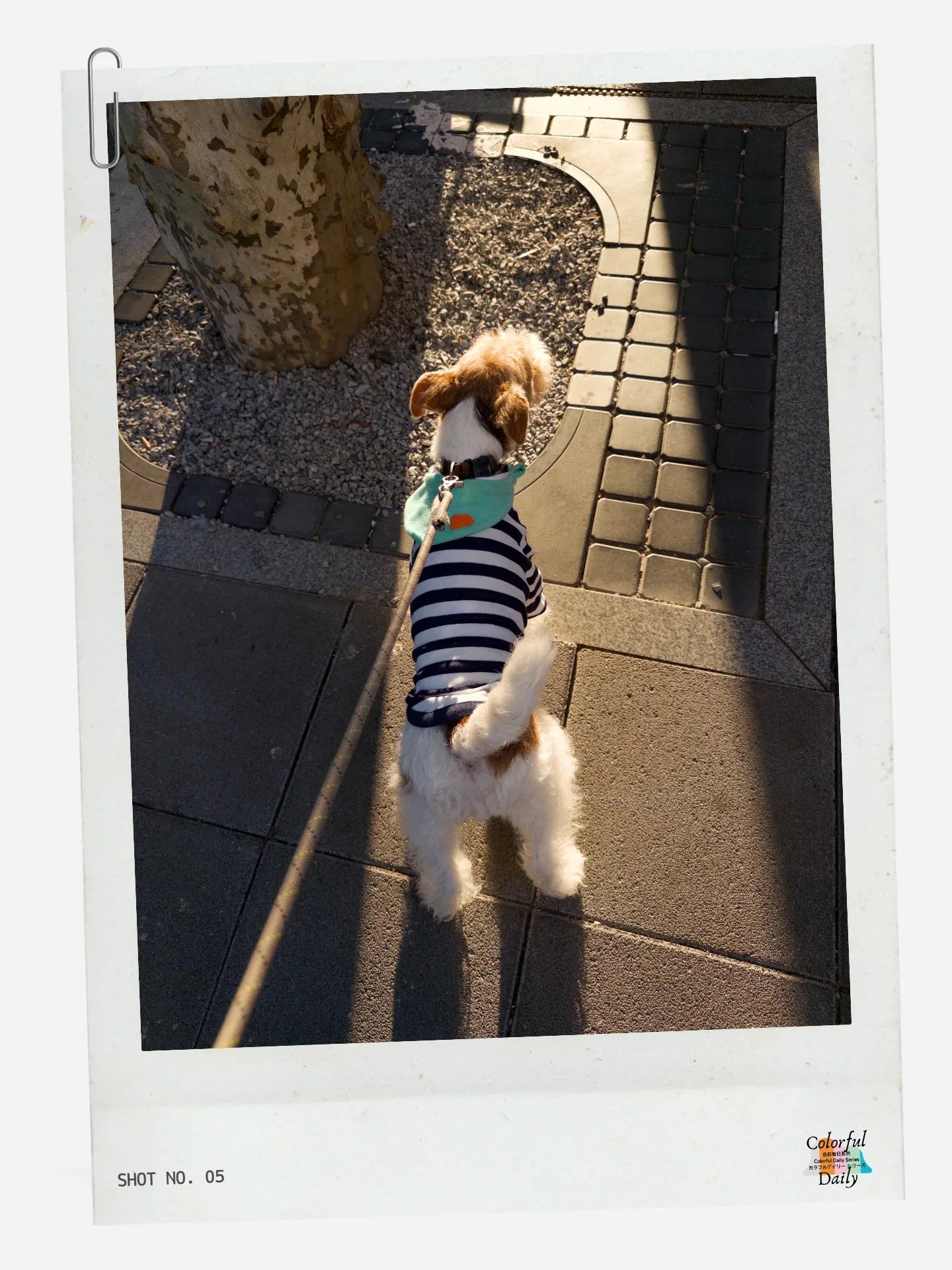 Wire Fox Terrier wearing Navy white Stripe Mint yarn dyed pet stripe outfit with matching bandana, walking outdoors