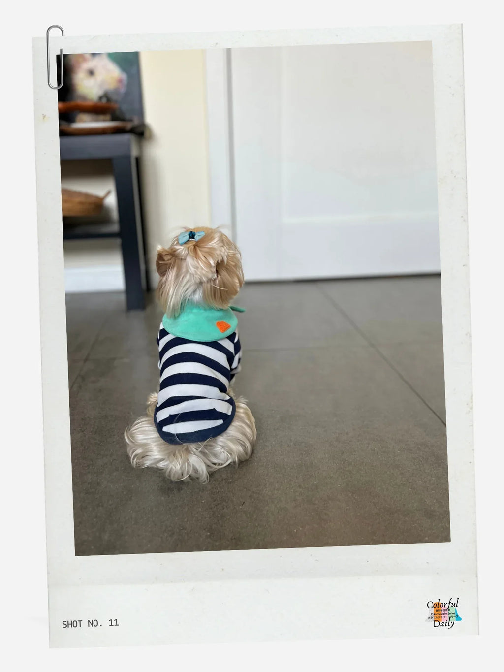 Yorkshire Terrier wearing Navy white Stripe Mint yarn dyed pet stripe outfit with matching bandana, back view indoors