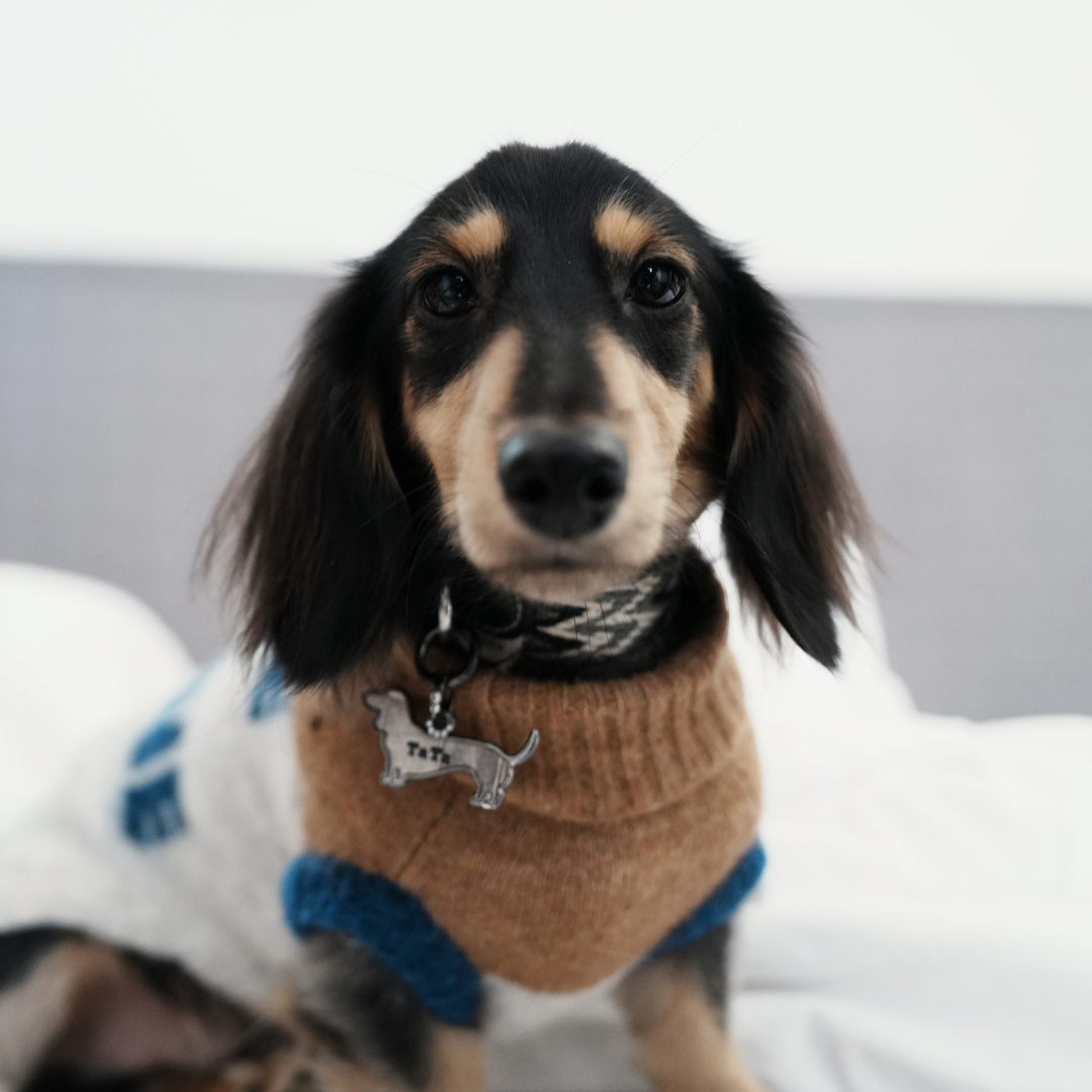 A Dachshund in Yellow Planet’s Cat-Sophy Series alpaca knit vest — soft, breathable, and perfect for small dogs.