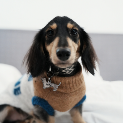A Dachshund in Yellow Planet’s Cat-Sophy Series alpaca knit vest — soft, breathable, and perfect for small dogs.