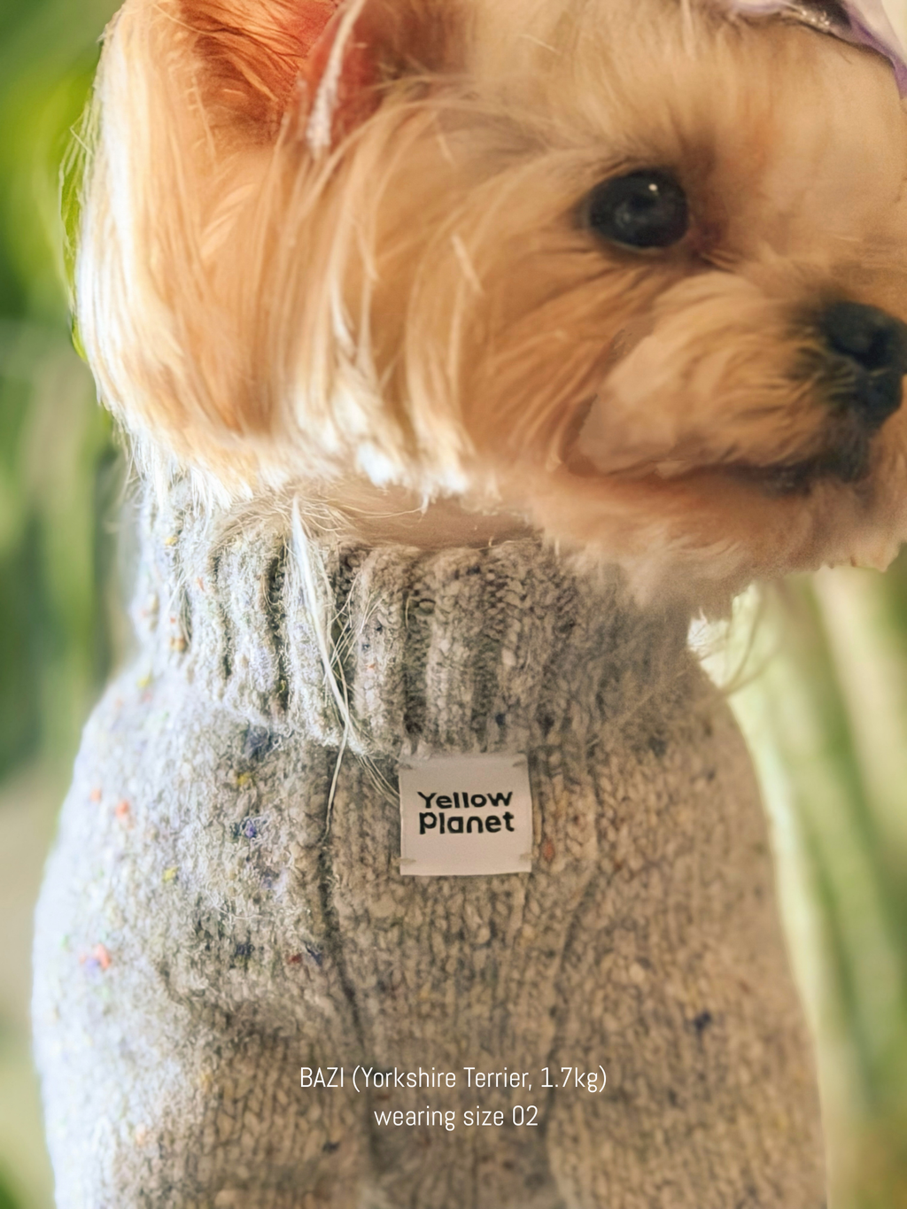 Close up view of Yorkshire Terrier wearing the Confetti Cream tweed dog sweater. Blend ensures durability for active dogs.