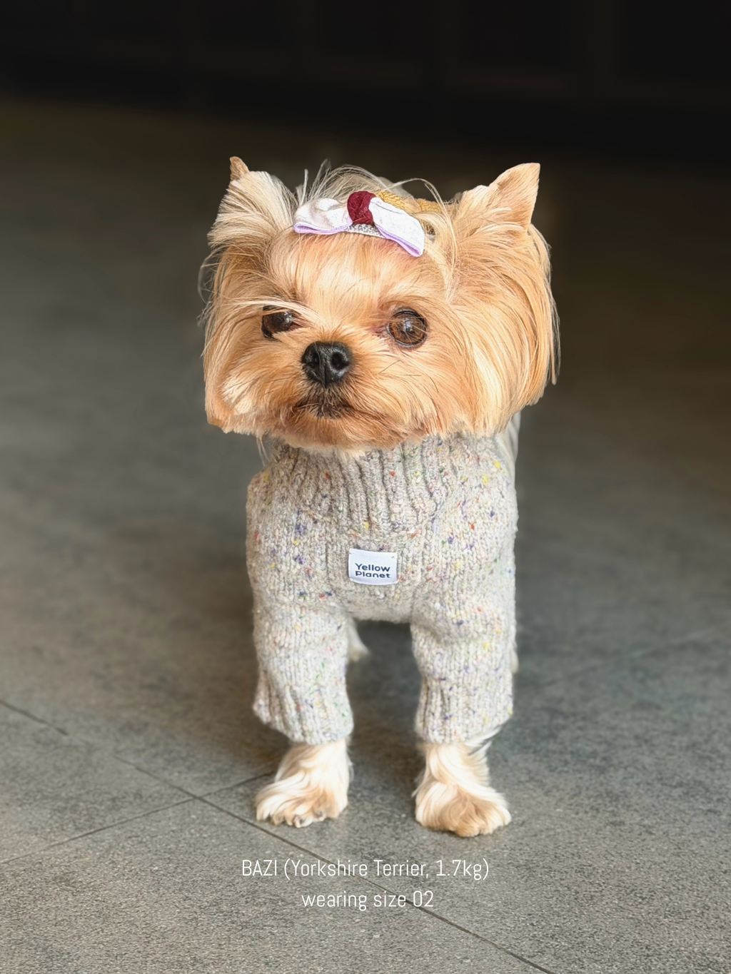 Yorkshire Terrier (Yorkie) wearing the cozy Confetti Cream sweater, showcasing the recycled fibers for lasting warmth and comfort.