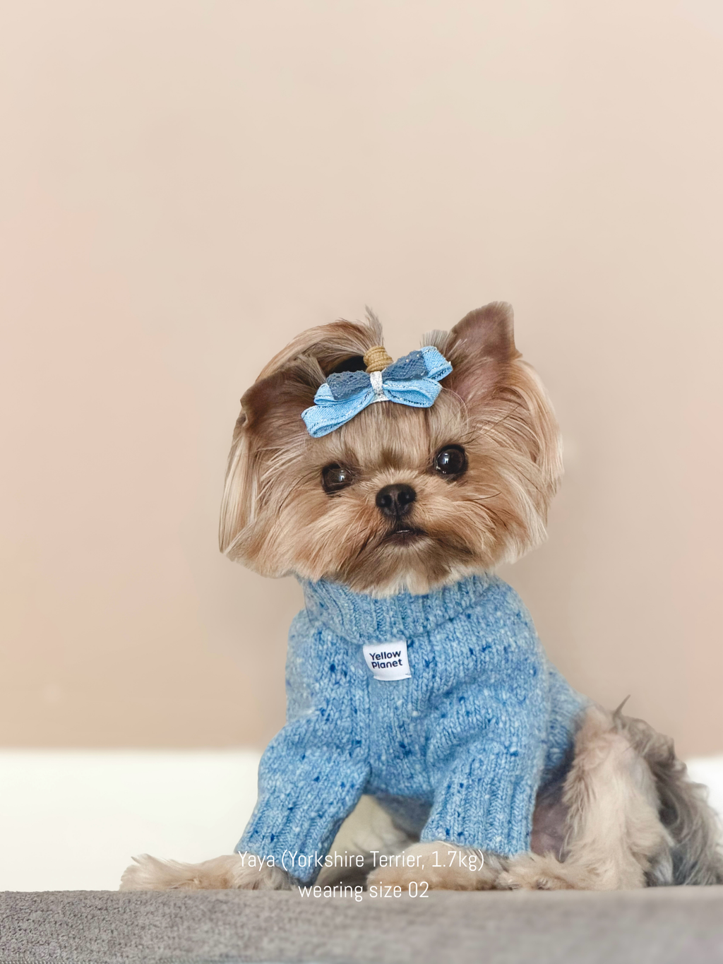 Yorkshire Terrier (Yorkie) wearing the cozy Frosted Blue sweater, durable and warm thanks to the blend of recycled nylon and stretch fibers.