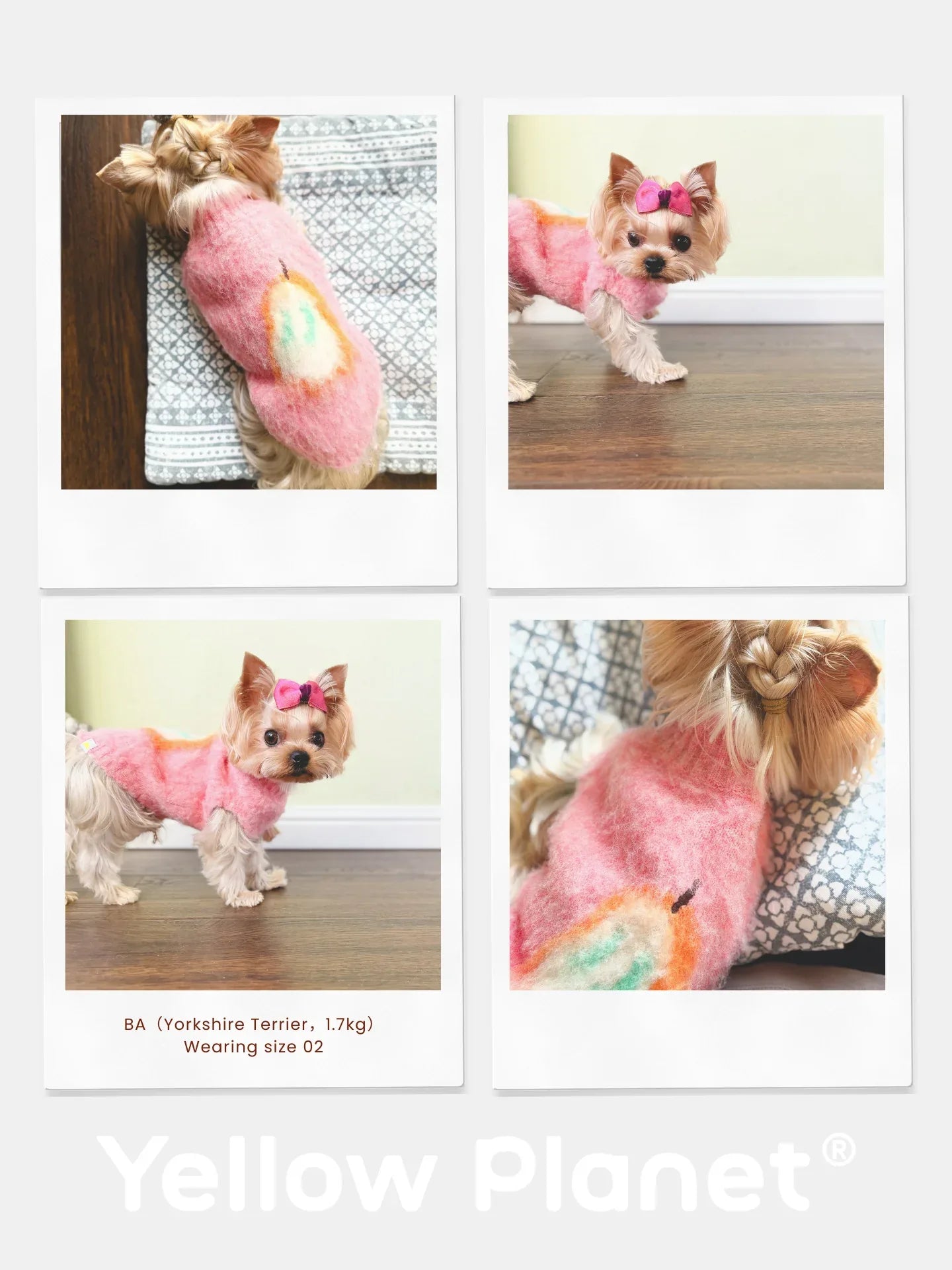 A photo collage of a Yorkshire Terrier wearing the Pink Pear artistic fruits brushed knit vest in a cozy indoor home setting.