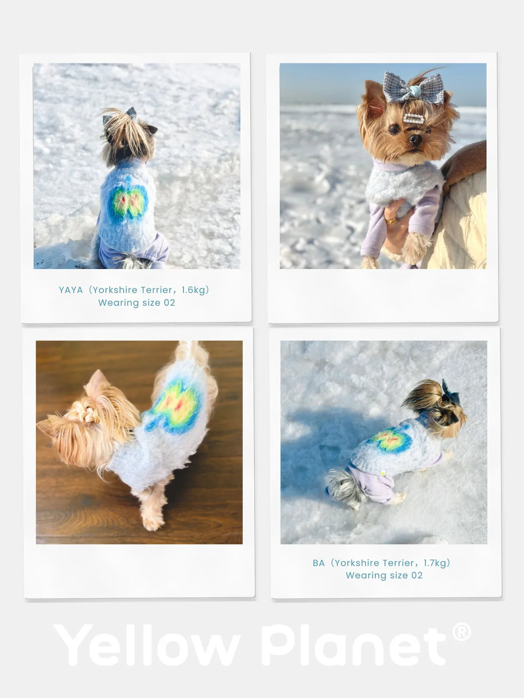 A photo collage of a Yorkshire Terrier wearing the Blue Apple fruits brushed knit vest in snowy and indoor settings.