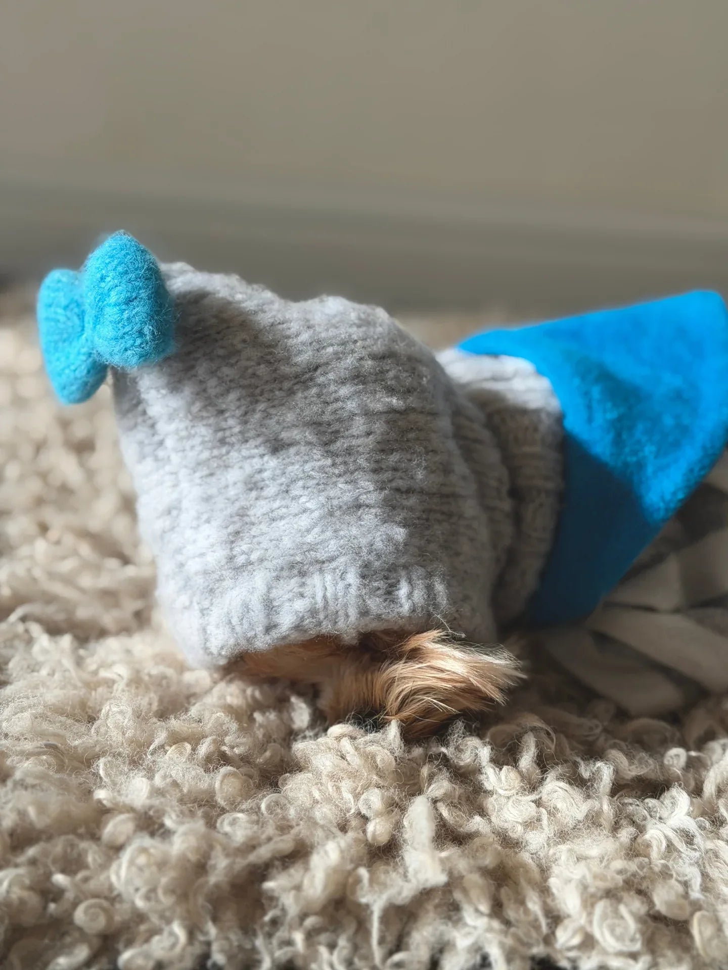 A small Yorkshire Terrier modeling the smoke gray wool beanie with a vivid blue bow, highlighting the cozy fit around the ears.