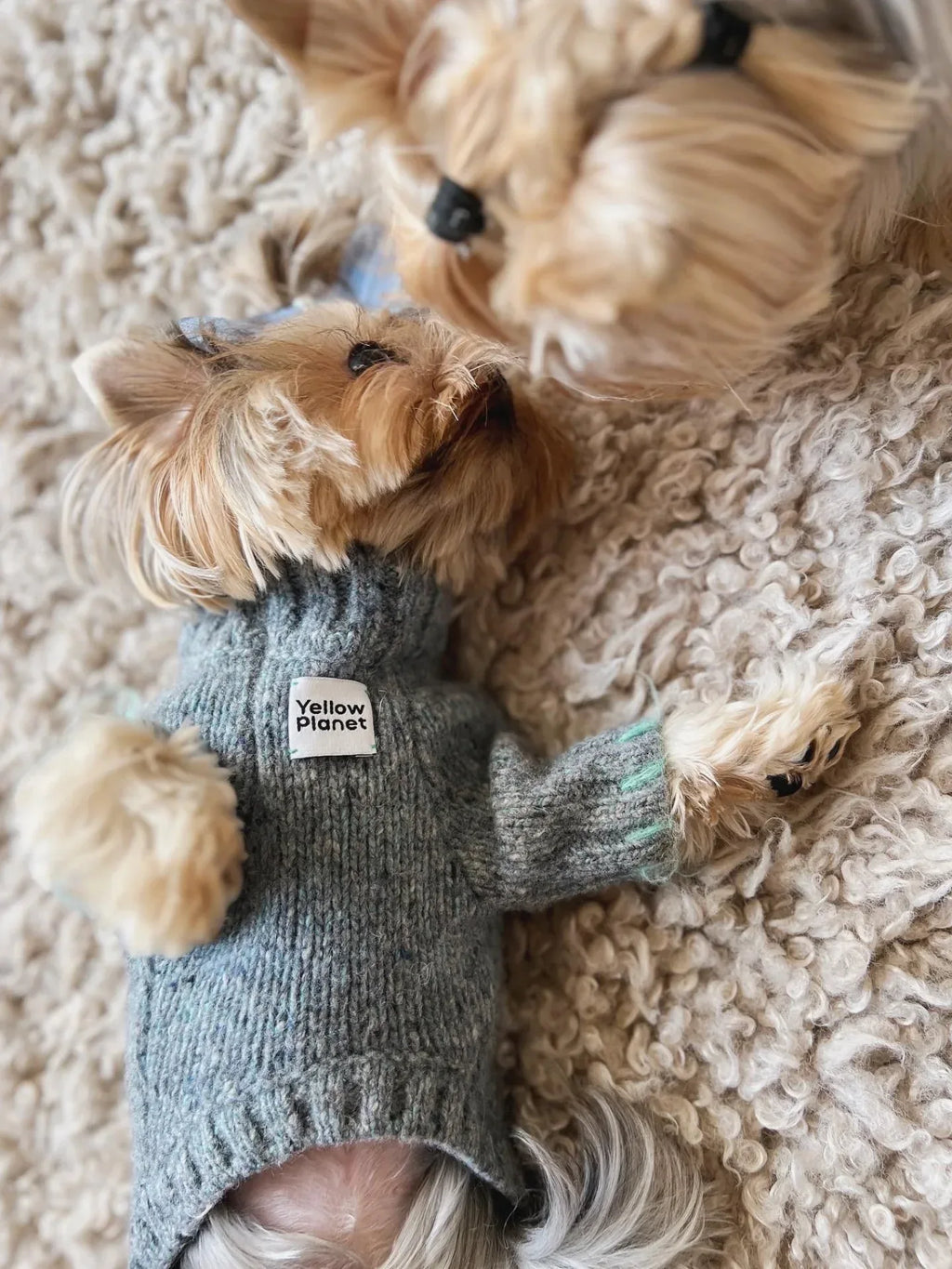 Two Yorkshire Terriers playing, with one wearing the Sage Tweed knitted alpaca-wool dog sweater.