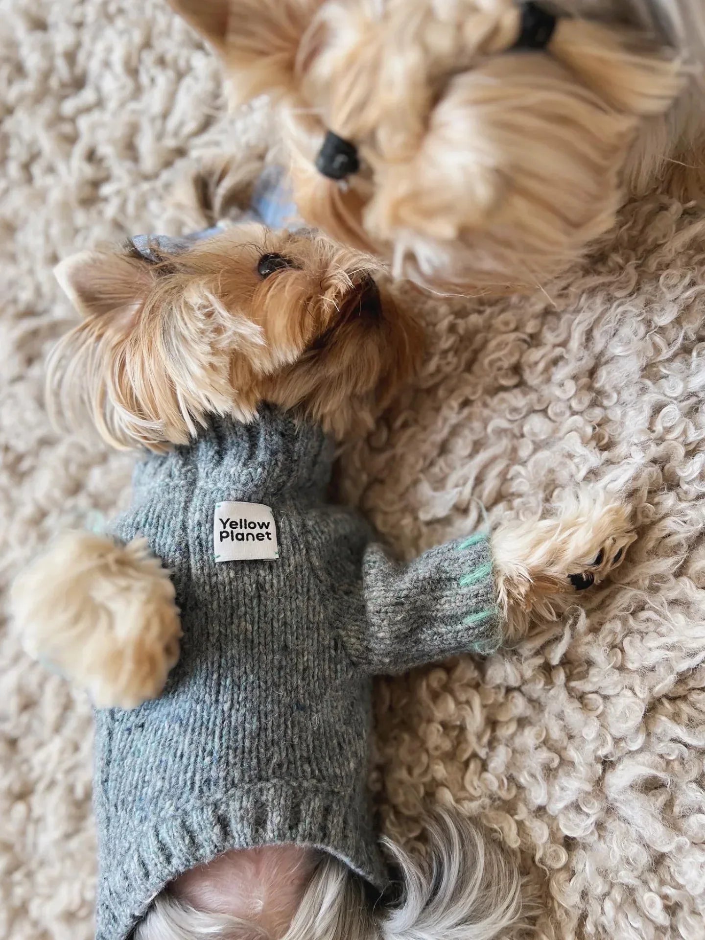Two Yorkshire Terriers playing, with one wearing the Sage Tweed knitted alpaca-wool dog sweater.