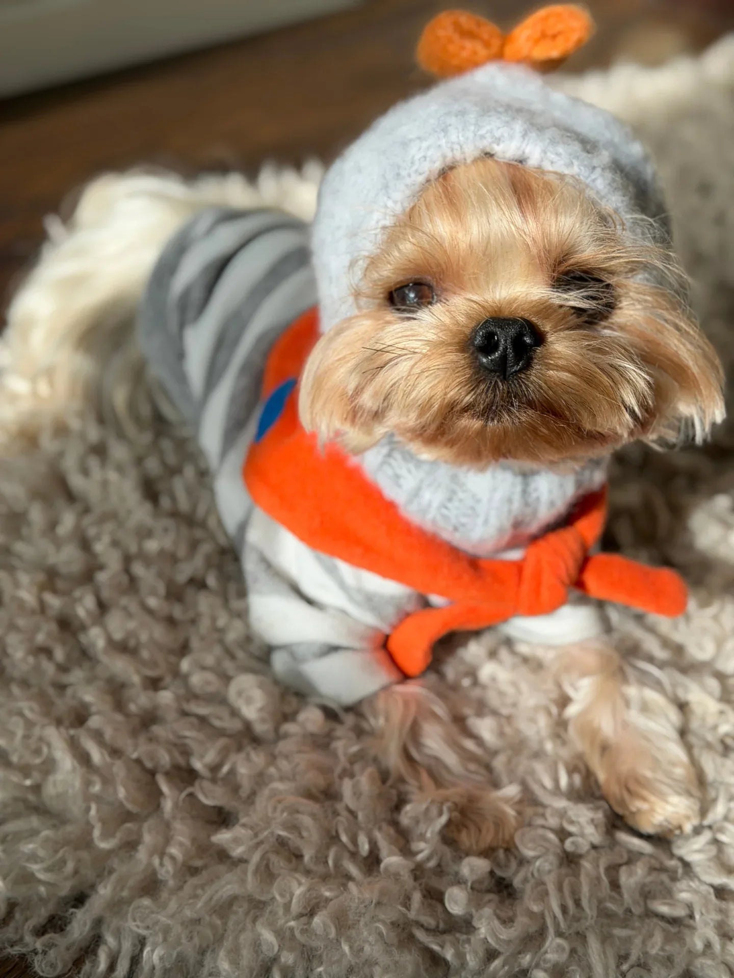 A Yorkshire Terrier modeling the gray wool beanie paired with a striped sweater and orange scarf for a complete winter look.