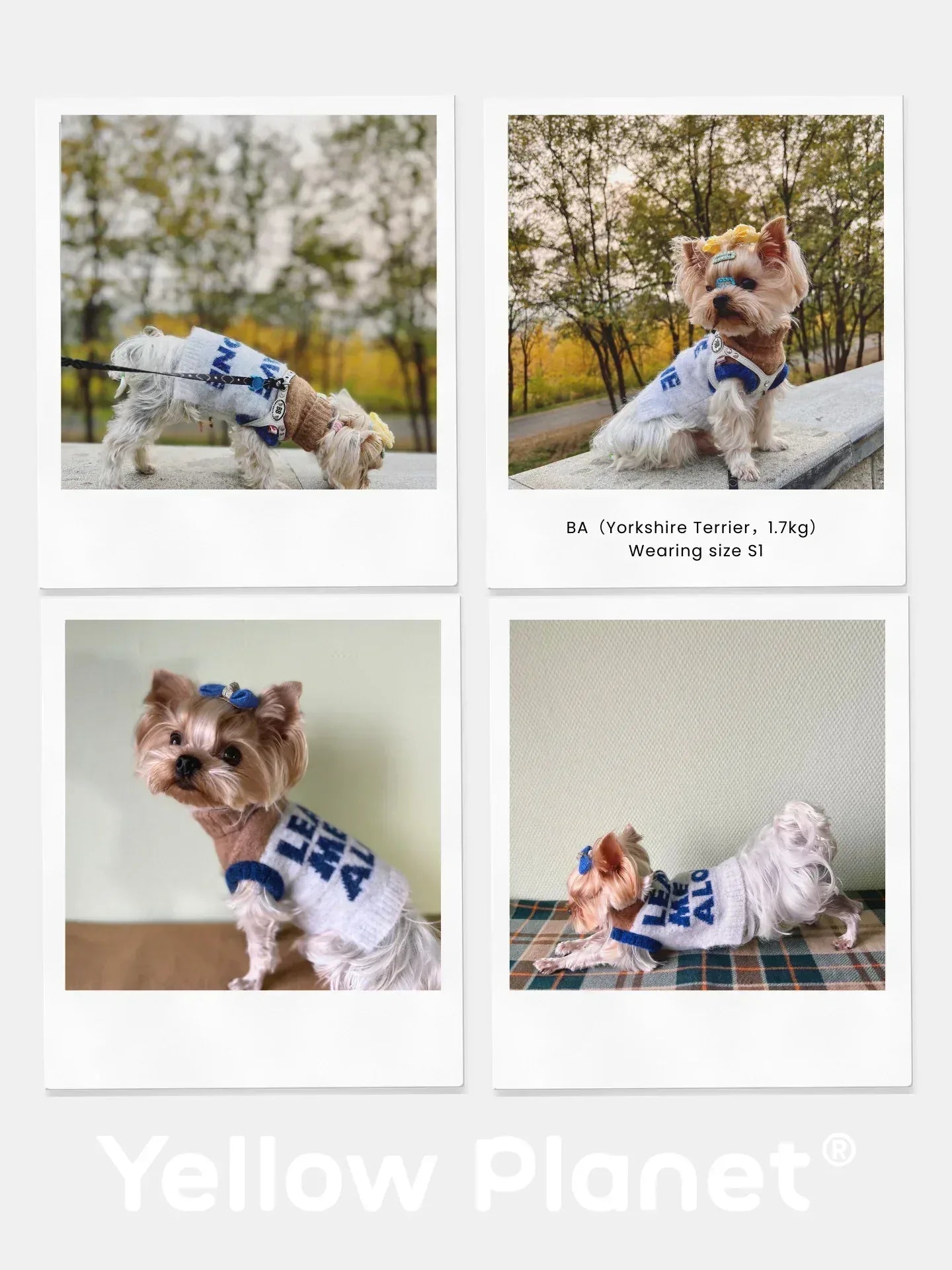 Collage of a Yorkshire Terrier wearing the "Leave Me Alone" beige gray alpaca wool vest in different indoor settings.